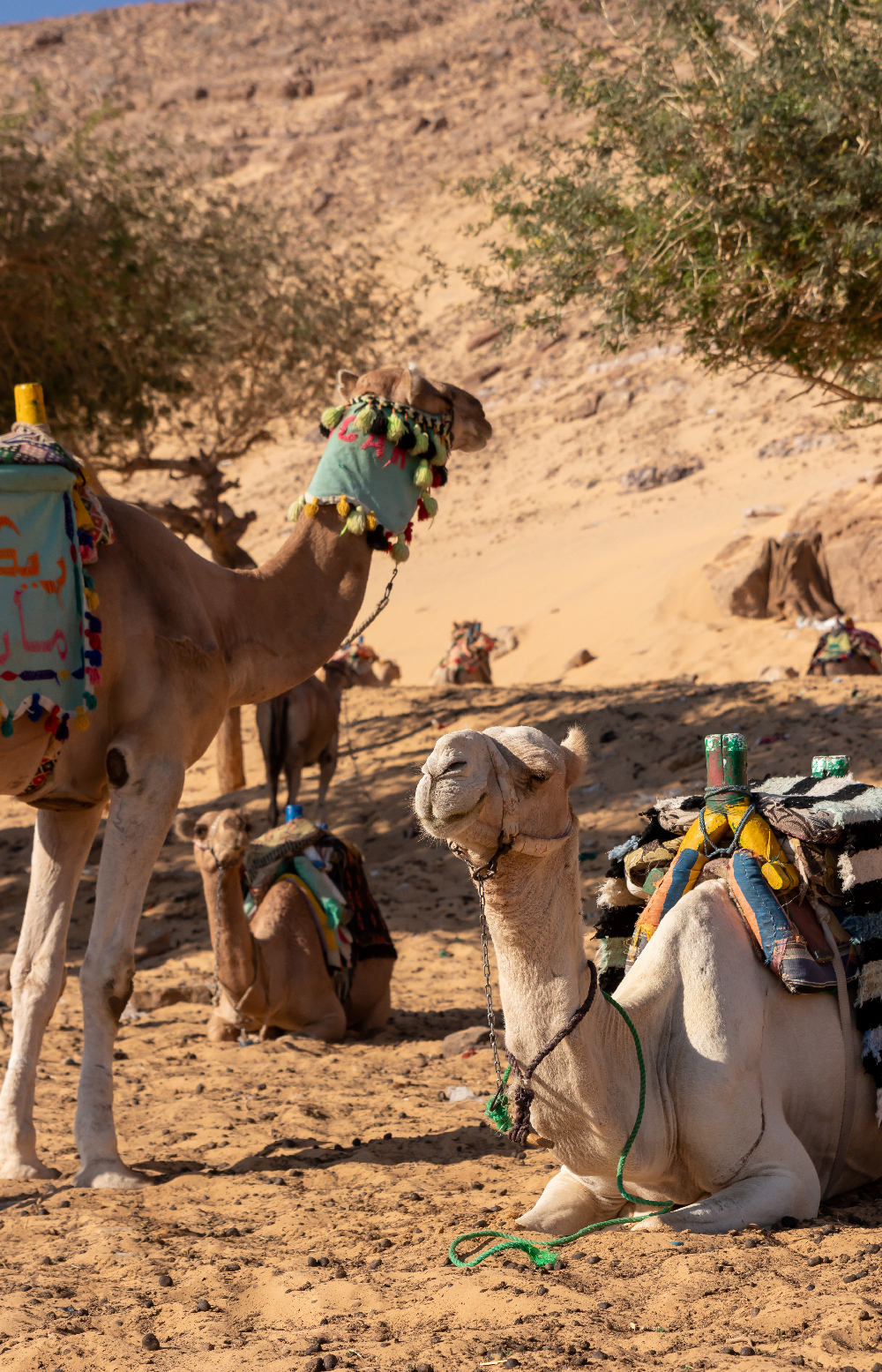 vertical view of dromedaries in desertic landscape in egyptian village. animal abuse. animal protection concept.