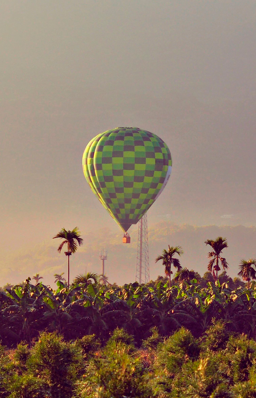 vertical view of dromedaries in desertic landscape in egyptian village. animal abuse. animal protection concept.